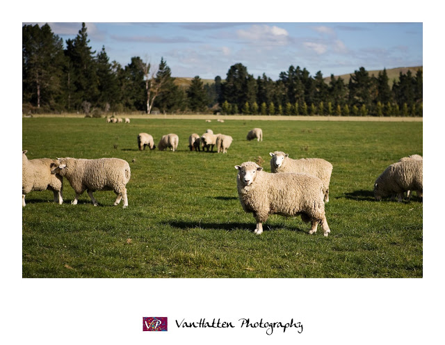 Sheepish Sheep~Picture of the Week