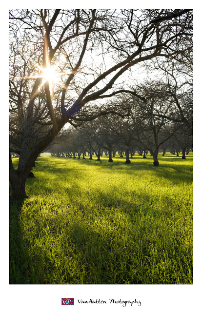 A Nut Orchard Vacaville, CA ~ Picture of the Week