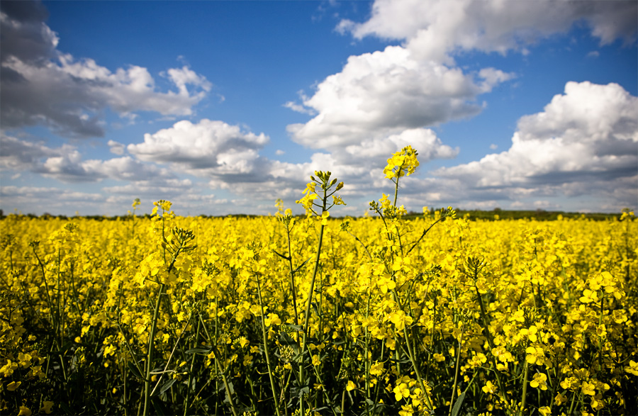 Rapeseed Fields – VanHatten Photography